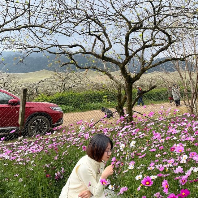 Pa Phach White Plum forest