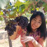 ไร่องุ่นหอมแผ่นดิน ท่าตอน แม่อาย เชียงใหม่