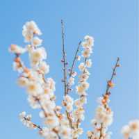 🌸봄이 가득 피어난 곳 [제주, 휴애리]🌼