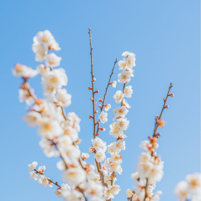 🌸봄이 가득 피어난 곳 [제주, 휴애리]🌼