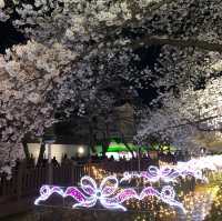鎮海//余佐川賞櫻及夜櫻