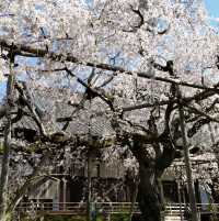 隠れた桜の名所「毘沙門堂」