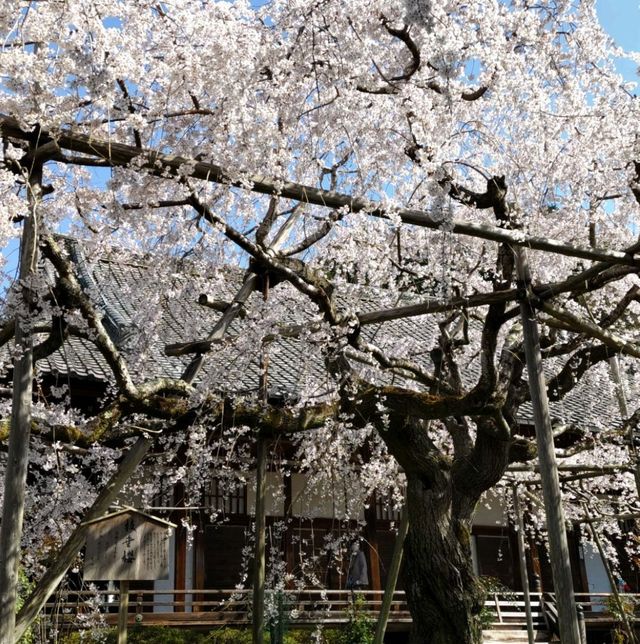 隠れた桜の名所「毘沙門堂」