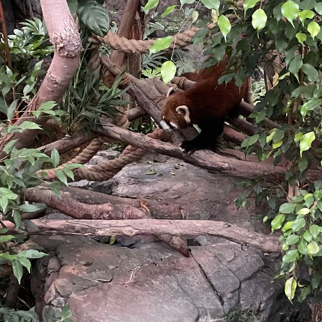 去邊去玩？🤣來香港Ocean Park。
