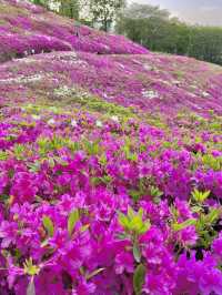 ❤️군포 철쭉축제는 철쭉동산에서 보기❤️