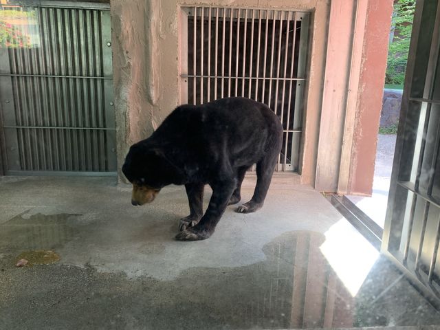 名古屋　名古屋観光　名古屋東山動物園でイケメンゴリラのシャバーニ君に会ってきた！