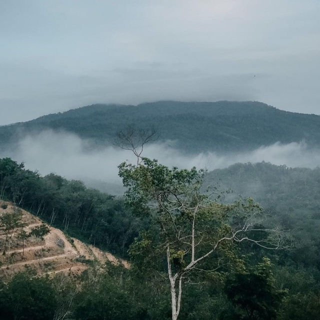 จุดชมวิวทะเลหมอก ธารทอง| KOTABARU🌿🍃