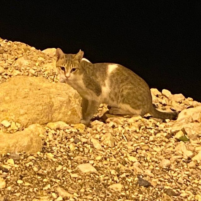 Cute Cats @ Jebel Hafeet Mountain