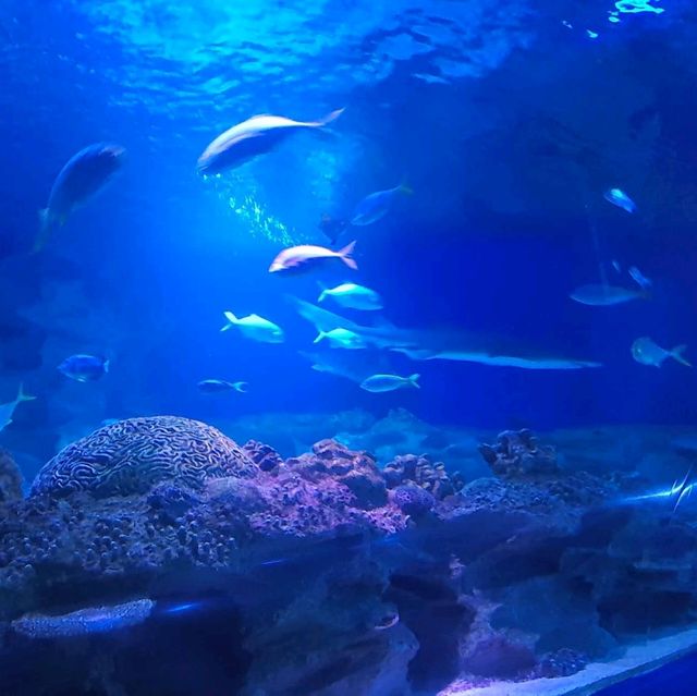 Amazing Oceanarium, at Aquaria KLCC