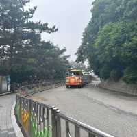 부산 영도 다누비열차타고 태종대 탐방하기🎶💚