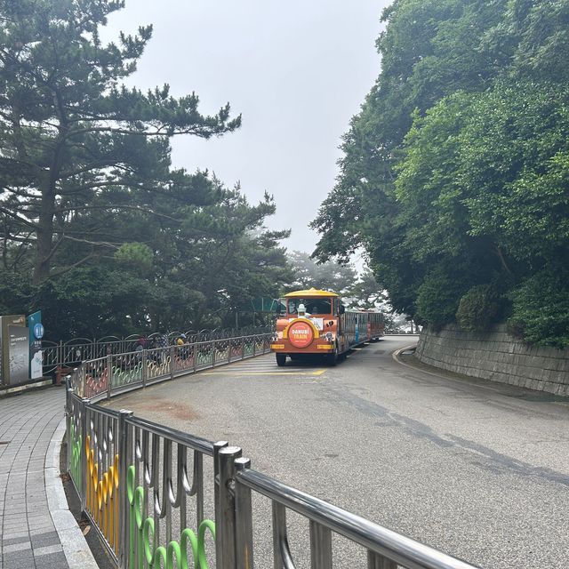 부산 영도 다누비열차타고 태종대 탐방하기🎶💚