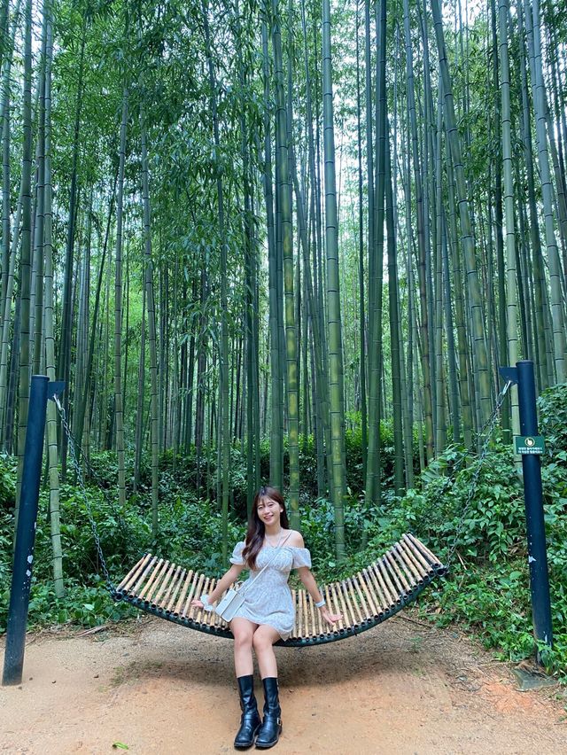 엄청나게 많은 대나무로 웅장함을 보여주는 담양 죽녹원🎋