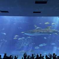 「沉浸於奇幻海洋世界——沖繩美麗海水族館」