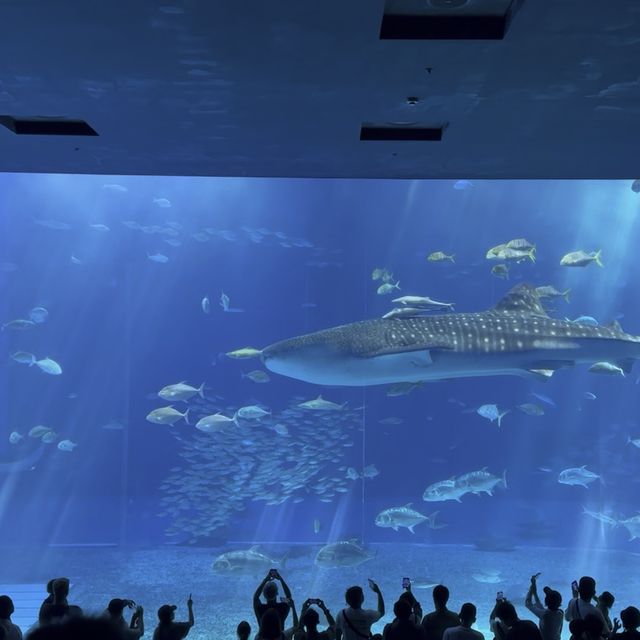 「沉浸於奇幻海洋世界——沖繩美麗海水族館」
