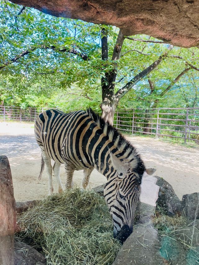 Kobe Oji Zoo 🐨🐼🐘🦩🦒