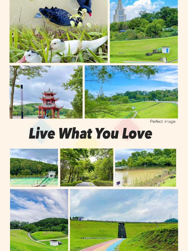 大運自然公園～與水鴨共度野餐樂趣🌳🦆🧺