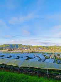 La Trinidad Strawberry Farm