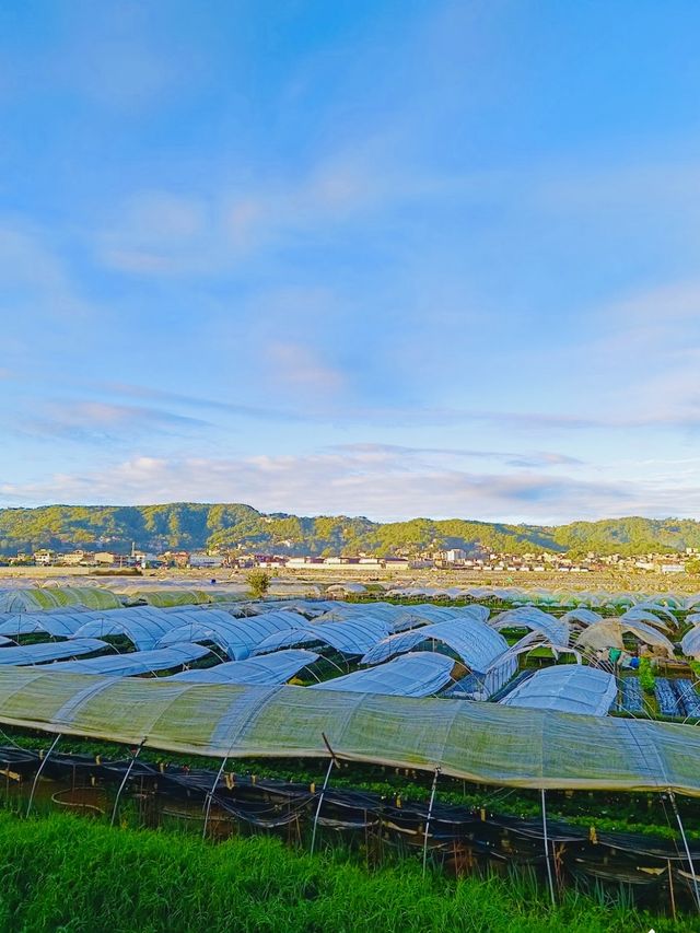 La Trinidad Strawberry Farm
