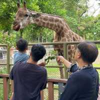 【 近距離觀賞大型野生動物。購票優惠攻略 】  