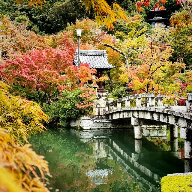 Beautiful autumn 🍁 🍂 at Eikandō Temple ⛩️