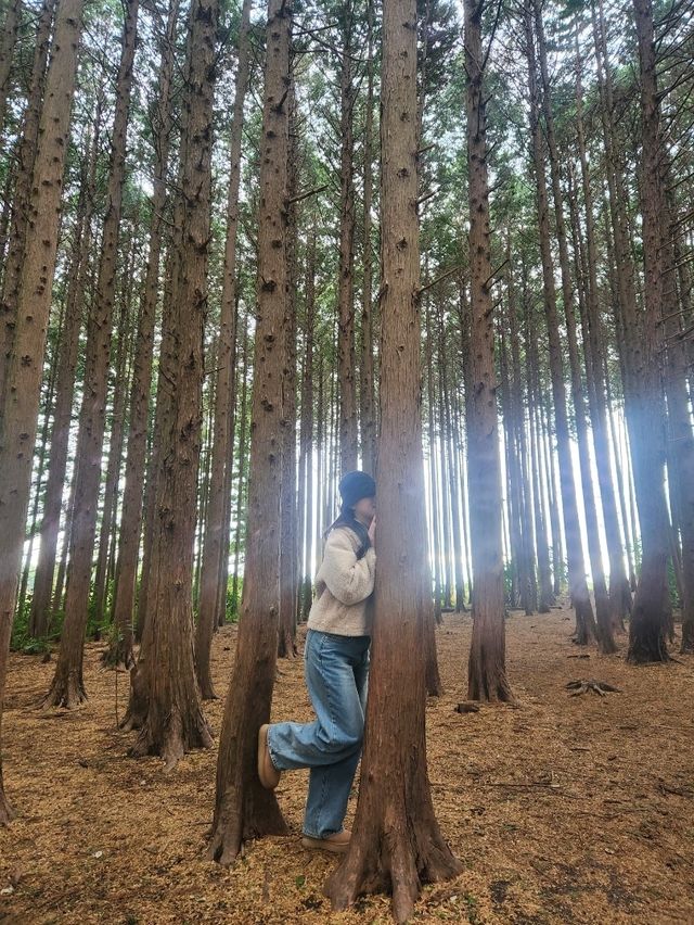 🌳제주 동쪽여행 걷기 좋은 숲길, "비밀의숲"🌳