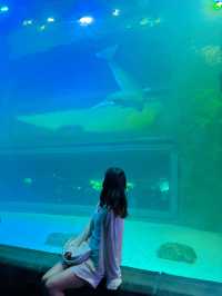 추위걱정 없는 실내 데이트는 아쿠아리움🩵🐠
