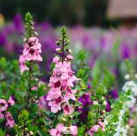 Hokkaido Flower Park Khaoyai