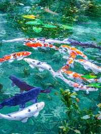 絵画のように美しい池 (岐阜県関市)