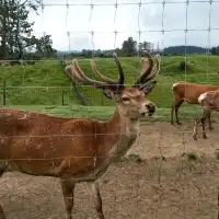 紐西蘭觀光牧場【愛歌頓Agrodome】半日體驗