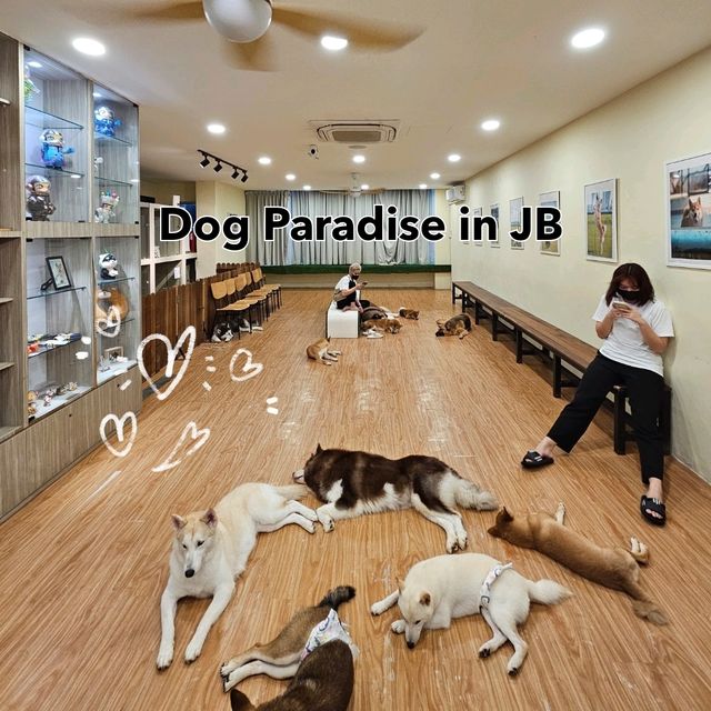Dog Paradise in JB Dog Paradise in JB