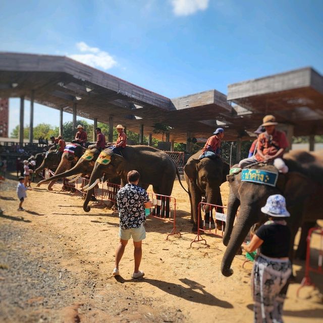 Elephant World