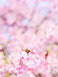 【東京河津桜】代々木公園花見と周辺散策スポット