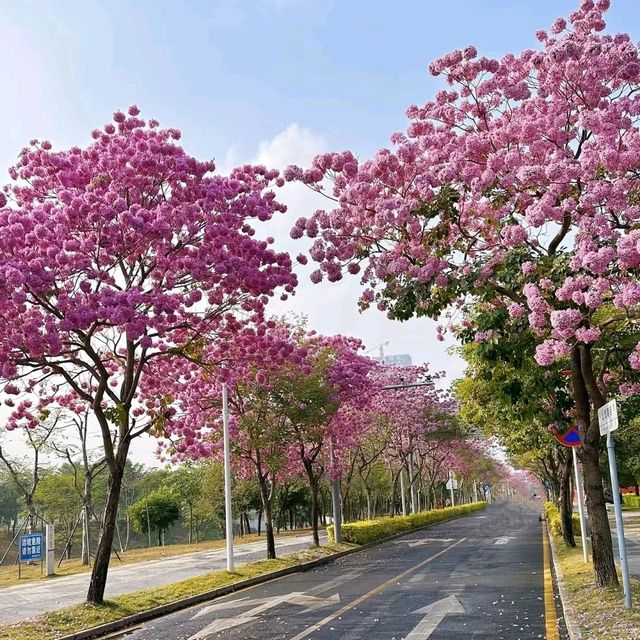✨深圳~公館南街~賞紫花風鈴木✨