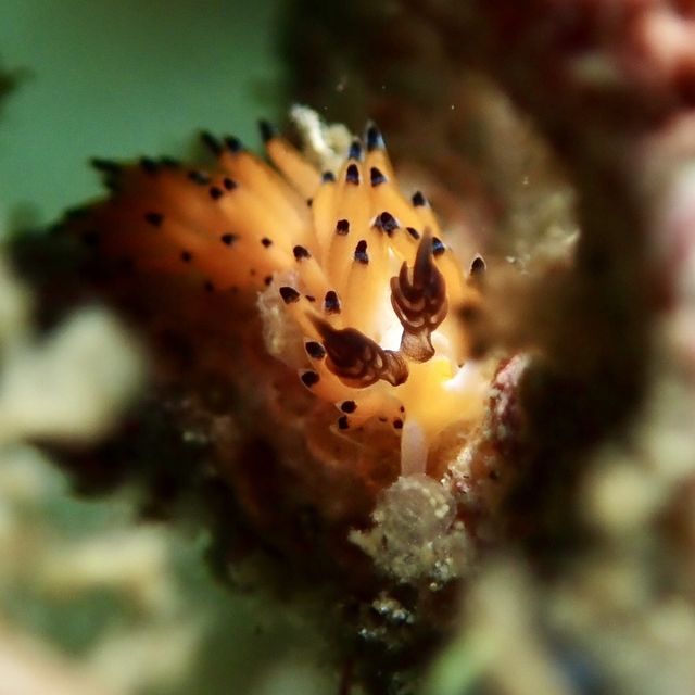 印尼龍目島浮潛潛水之旅