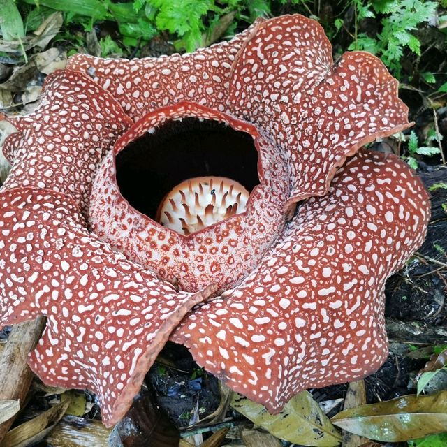 Rafflesia-Proud of Borneo