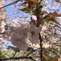 【國營日立海濱公園】藍粉蝶的夢幻山丘📷🦋