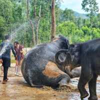 Elephant Care park Phuket