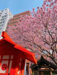 【東京】桜とミモザのコラボ🌸もふもふに癒されたい人集まれー!!