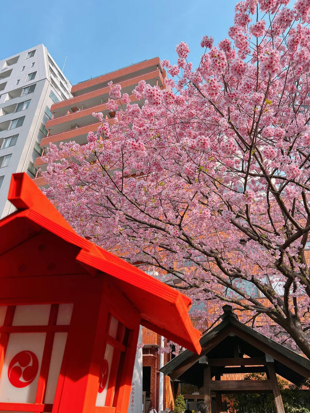 【東京】桜とミモザのコラボ🌸もふもふに癒されたい人集まれー!!