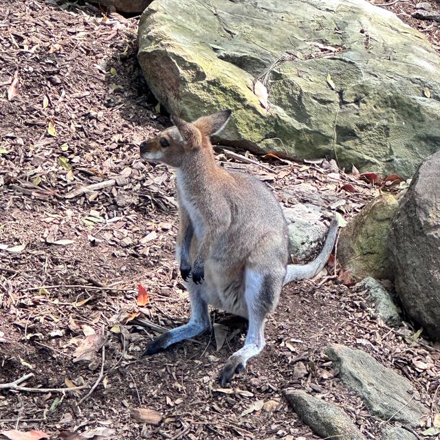 Talonga Zoo to meet Koala and Kangaroo!