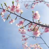 日本近郊｜超值得超宏觀的櫻花步道🌸