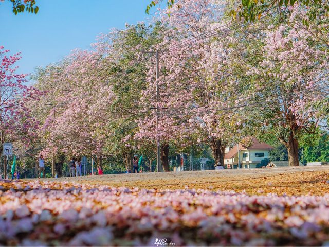 ดอกชมพูพันธุ์ทิพย์ กำลังบาน 🌸🌸🌸