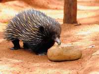 WILD LIFE Sydney Zoo