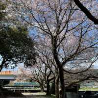 桜と菜の花のコラボが絶景