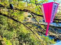 Meguro River Cherry Blossoms Promenade