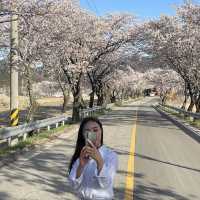 꼬불꼬불 긴 벚꽃 터널이 제일 예쁜 곳🌸