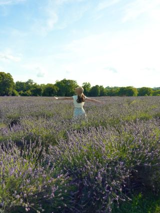 🇬🇧英国ロンドン郊外のメイフィールドラベンダーファームは、まるでプロヴァンスにいるような気分になります