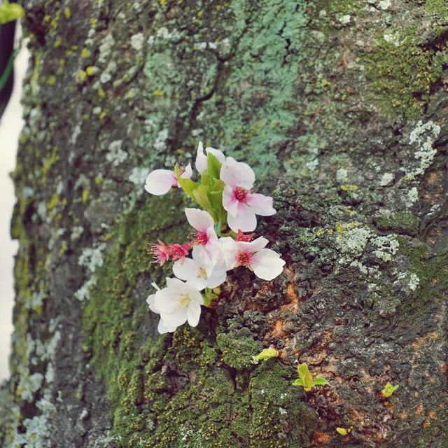 🌸 제주시의 봄을 대표하는 명소, 전농로벚꽃거리