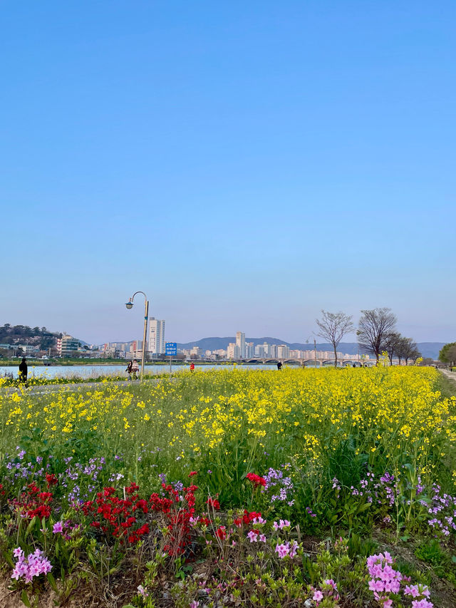 태화강 유채꽃 구경, 야경맛집 산책길