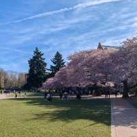 Cherry Blossoms in Seattle